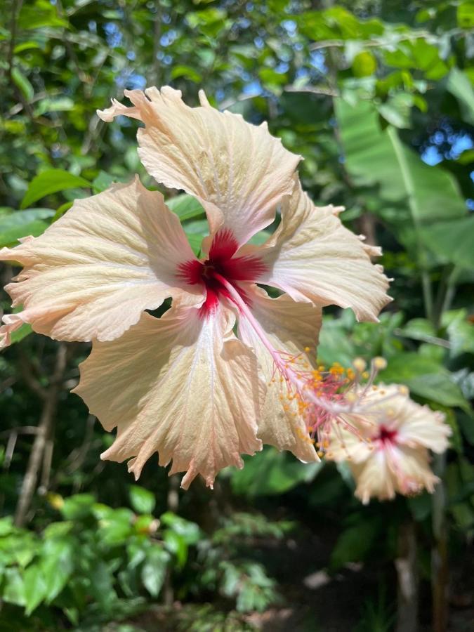Willa Casa Aracua Trancoso Zewnętrze zdjęcie